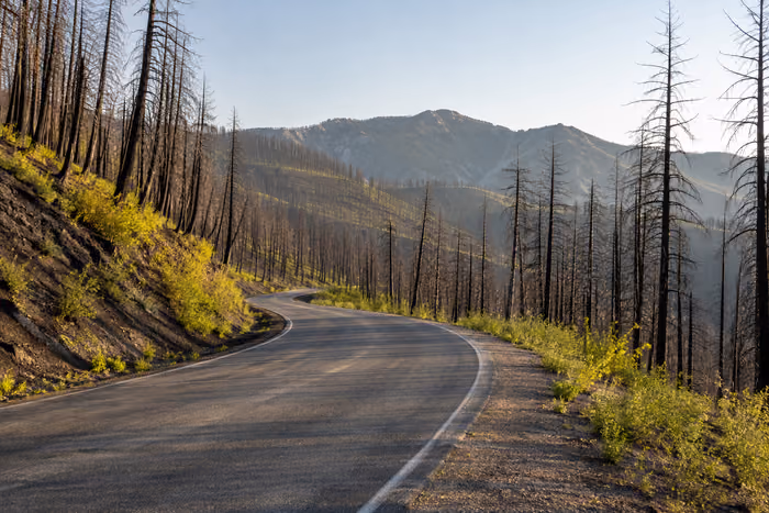 An empty road through fire-affected woodland