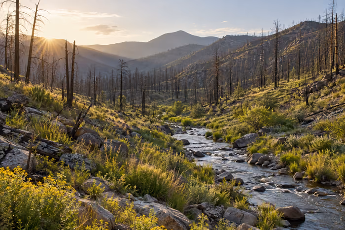 An open foothill valley with a creek and regrowth